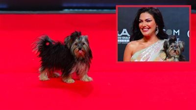 لقطة مهرجان الجونة السينمائى .. كلب دارين حداد على الريد كاربت 