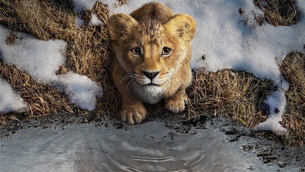 تريلر فيلم The Lion King يتصدر تريند يوتيوب والعرض 19 ديسمبر 817